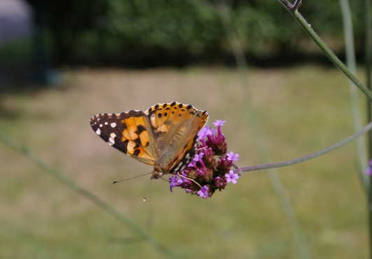 tarieven-psycholoog-of-therapeut-amsterdam